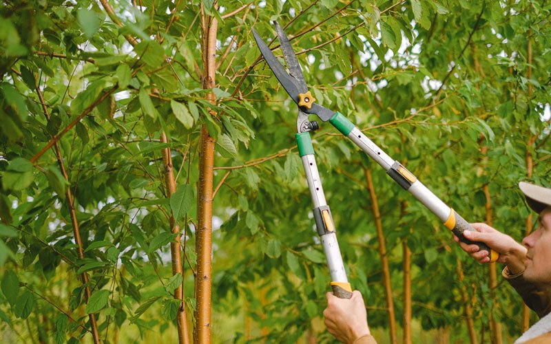 Tree trimming in Coon Rapids, IA